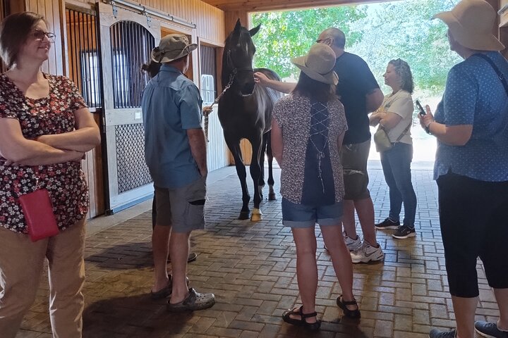 Half-Day Thoroughbred Horse Farm Tour in Kentucky
