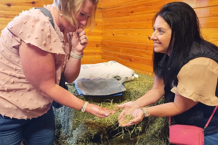 Half-Day Thoroughbred Horse Farm Tour in Kentucky