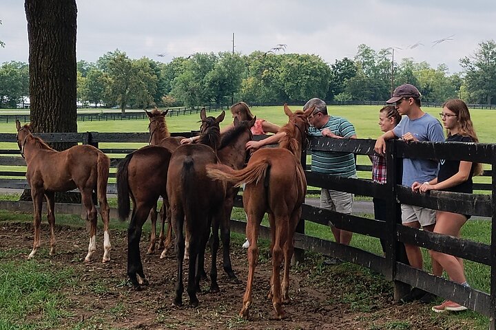 Half-Day Thoroughbred Horse Farm Tour in Kentucky