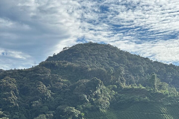 Cameron Highland Private Day Tour From Ipoh