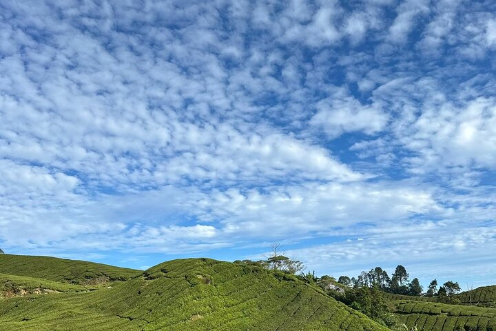 Cameron Highland Private Day Tour From Ipoh