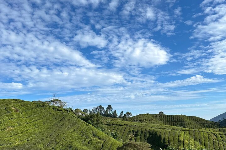 Cameron Highland Private Day Tour From Ipoh
