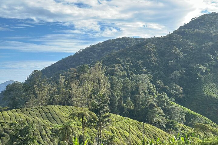 Cameron Highland Private Day Tour From Ipoh