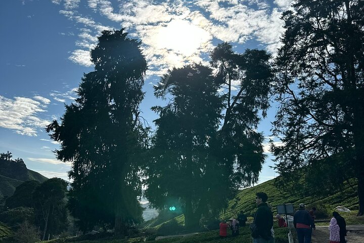 Cameron Highland Private Day Tour From Ipoh