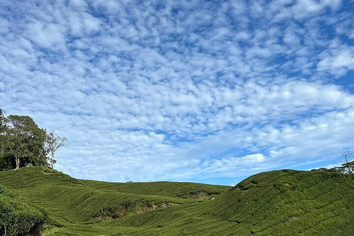 Cameron Highland Private Day Tour From Ipoh