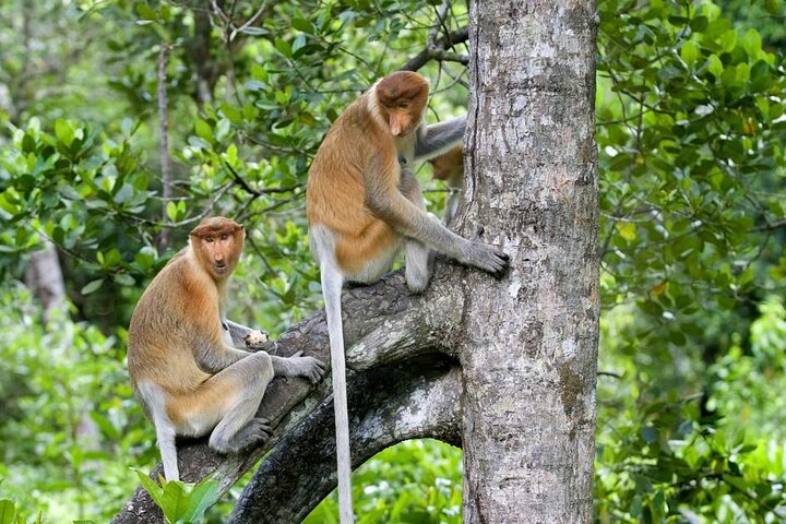 Klias Mangrove Wildlife and Fireflies