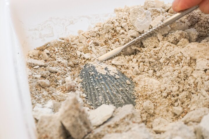 Small Paleontologists : scientific adventure com museu e escavação