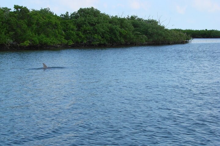 Discovery Dolphin Boat Tour