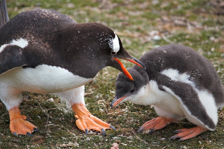 Let the Bertha’s Beach Penguins Make You Smile