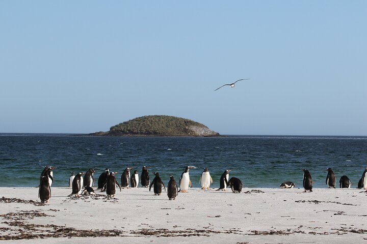 Let the Bertha’s Beach Penguins Make You Smile