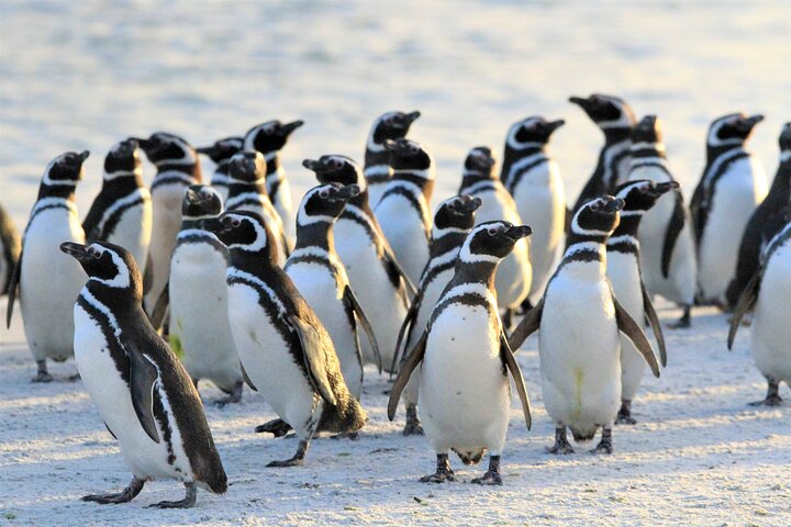 Let the Bertha’s Beach Penguins Make You Smile