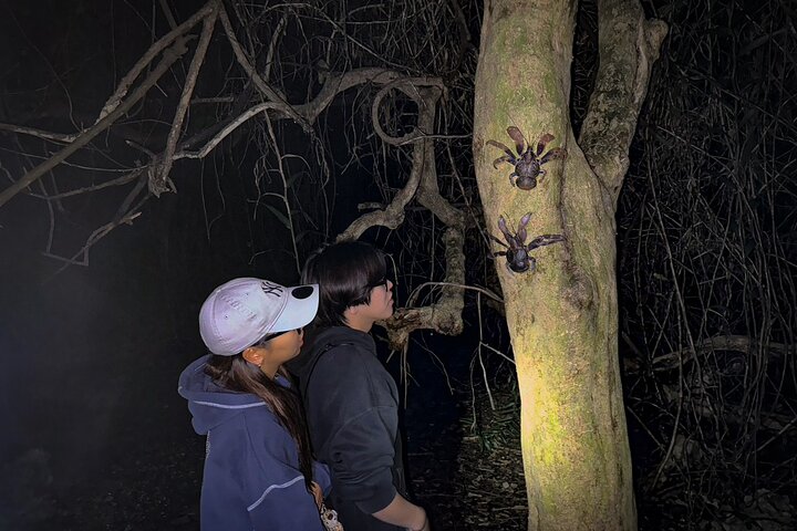 Okinawa Miyako Jungle&Starry Sky tour Free Pick up and Drop off