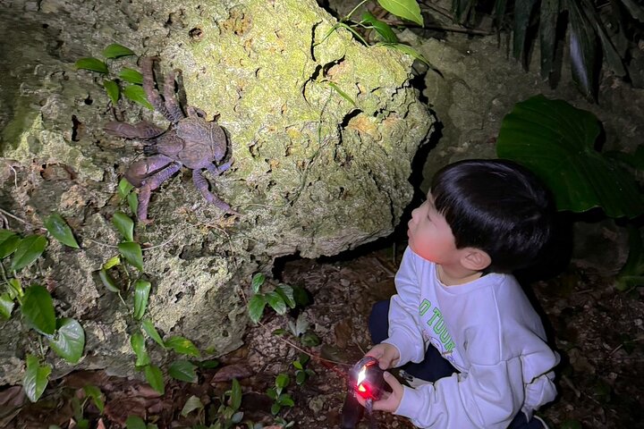 Okinawa Miyako Jungle&Starry Sky tour Free Pick up and Drop off