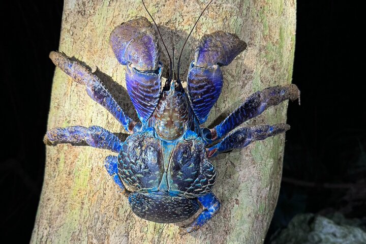 Okinawa Miyako Jungle&Starry Sky tour Free Pick up and Drop off