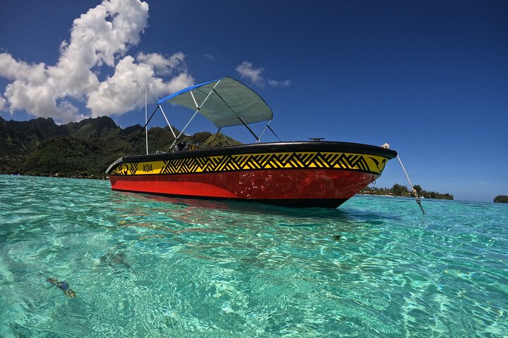 Watch and Swim with Humpback Whales in Moorea