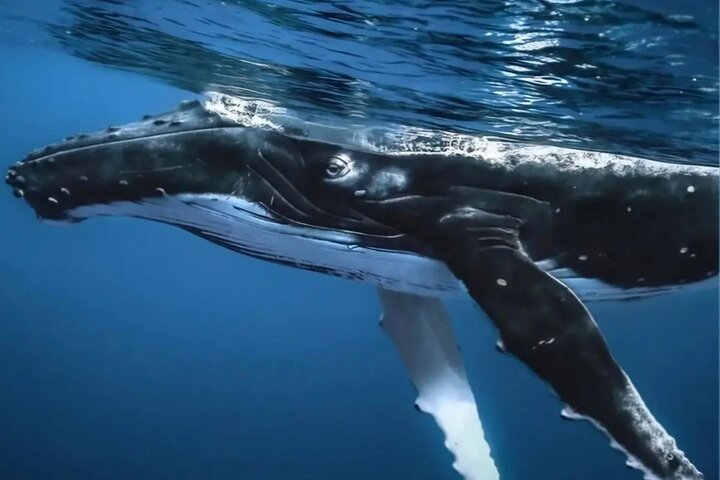 Watch and Swim with Humpback Whales in Moorea