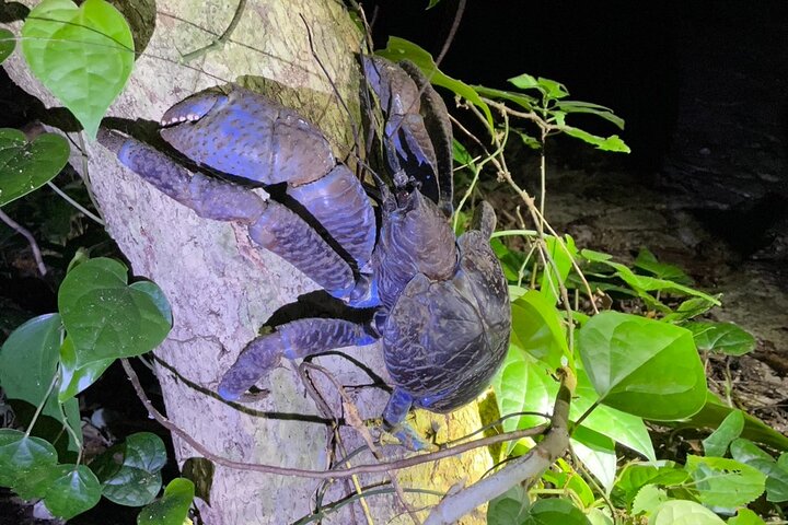 Okinawa Miyako Jungle&Starry Sky tour Free Pick up and Drop off