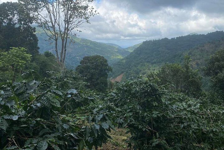 Coffee Farm Tour from Port Antonio
