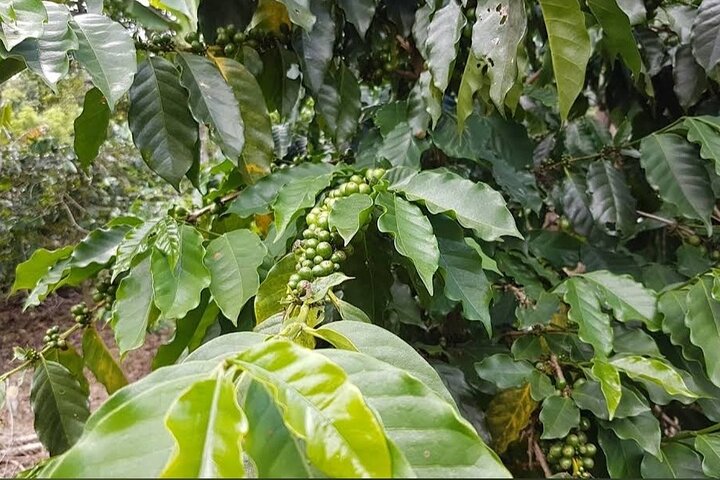 Coffee Farm Tour from Port Antonio