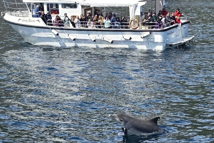 Dolphin Discovery Eco Tour