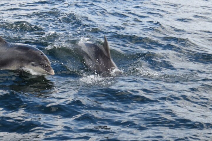 Dolphin Discovery Eco Tour