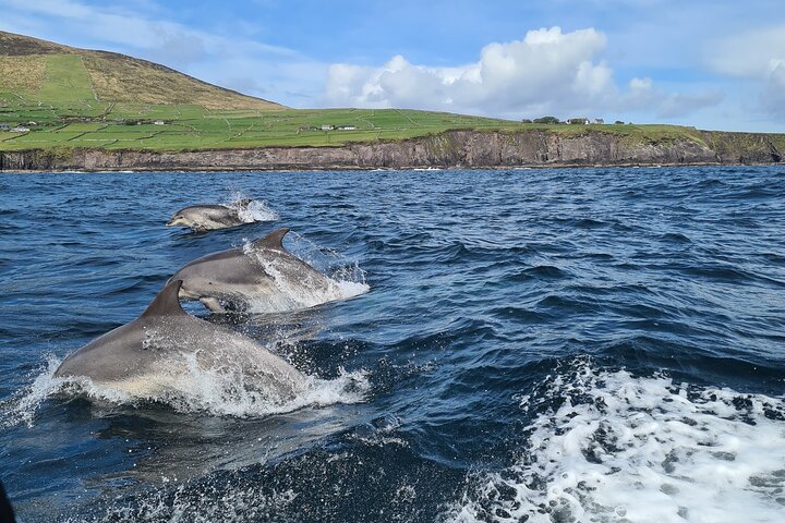 Dolphin Discovery Eco Tour