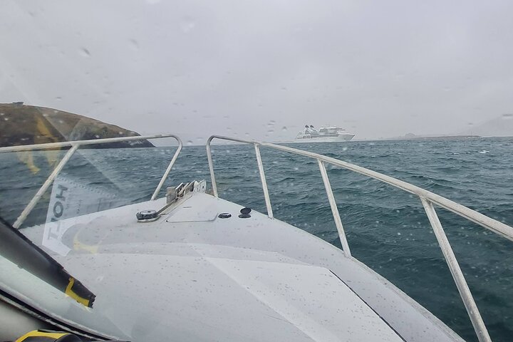 Harbour, Albatross and Wildlife Cruise on Otago Harbour