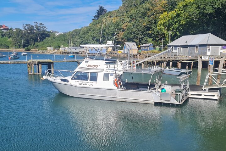 Harbour, Albatross and Wildlife Cruise on Otago Harbour
