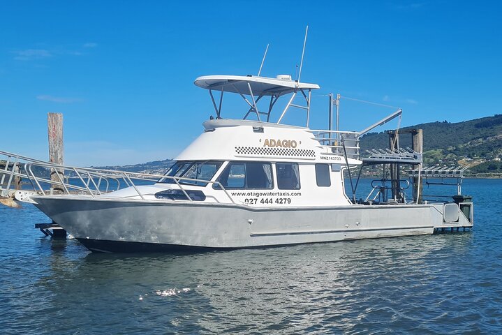 Harbour, Albatross and Wildlife Cruise on Otago Harbour