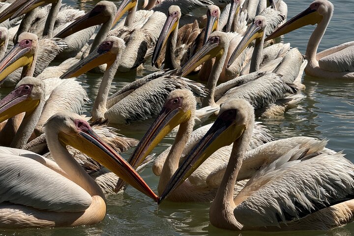 Day Trip Bahir Dar, Lake Tana and Blue Nile Falls Tours