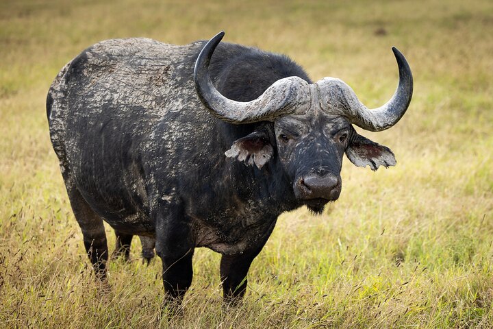 Addo Elephant National Park All Inclusive Full-Day Safari