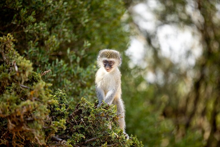 Addo Elephant National Park All Inclusive Full-Day Safari