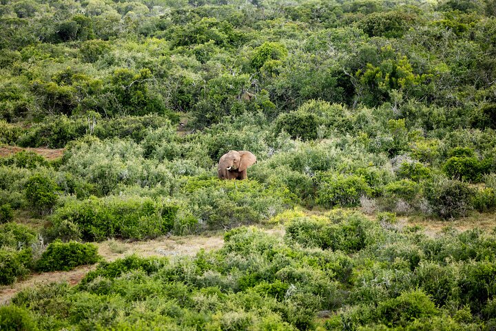 Addo Elephant National Park All Inclusive Full-Day Safari