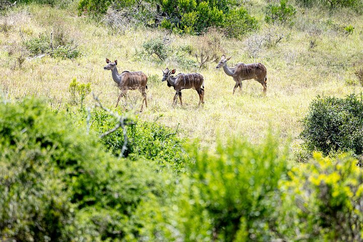 Addo Elephant National Park All Inclusive Full-Day Safari