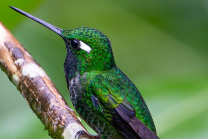 Mindo Cloud Forest Birdwatching & Photography - Private Day Tour