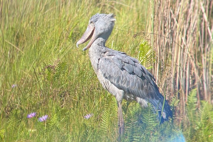 1/2 Mabamba Swamp Shoebill Tour
