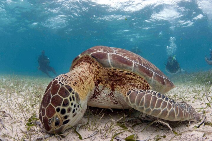 Hol Chan Marine Reserve and Shark Ray Snorkeling San Pedro Belize