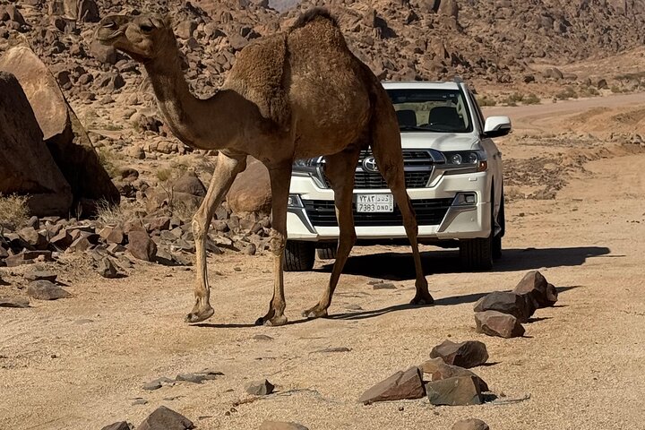 Full-Day Tour from Tabuk: Split Rock of Horeb & Mount Sinai