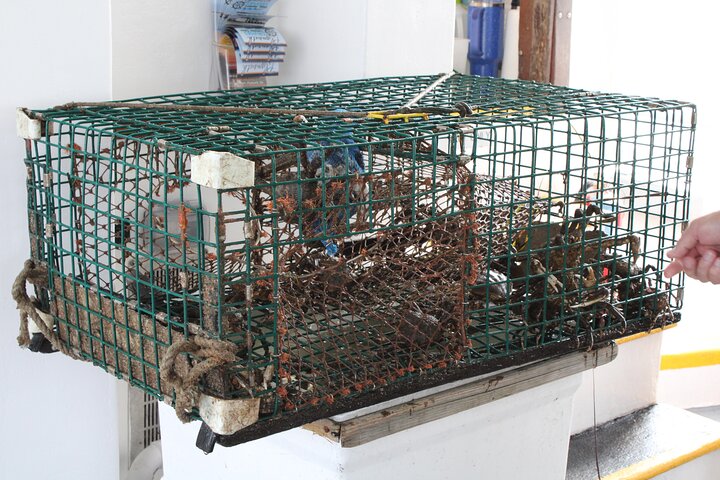 Lobstering Eco Tour