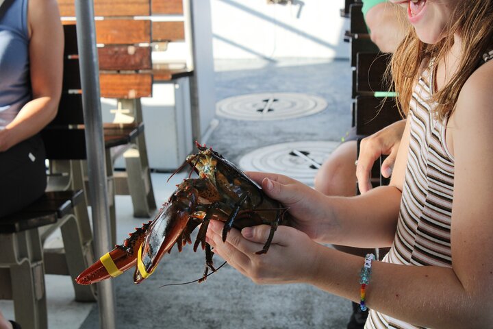 Lobstering Eco Tour