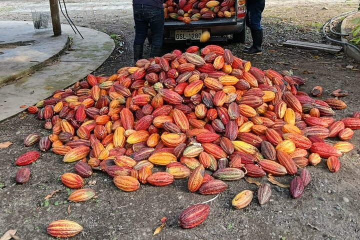 Churute Mangrove Ecological Reserve and Cocoa Farm