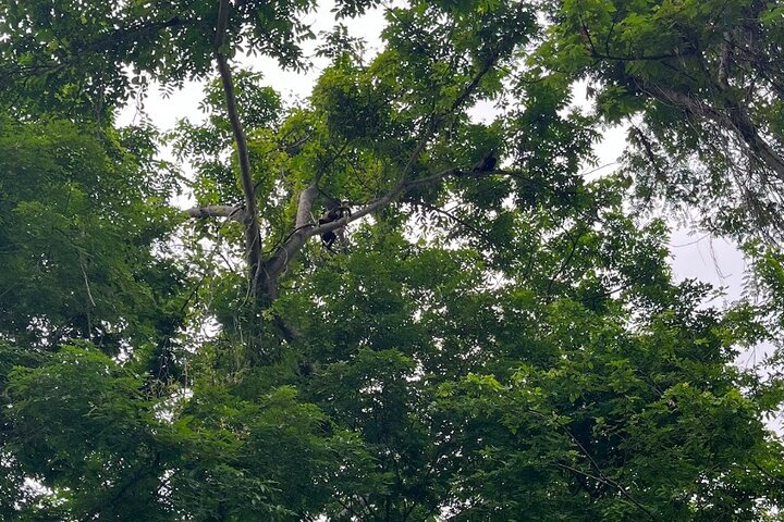 Churute Mangrove Ecological Reserve and Cocoa Farm