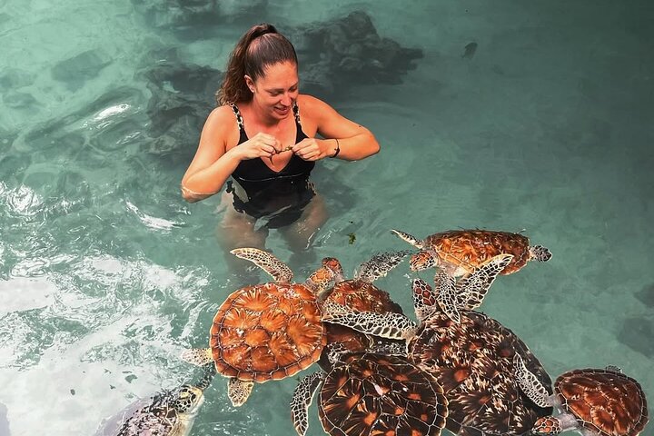 Turtles Sanctuary in Zanzibar