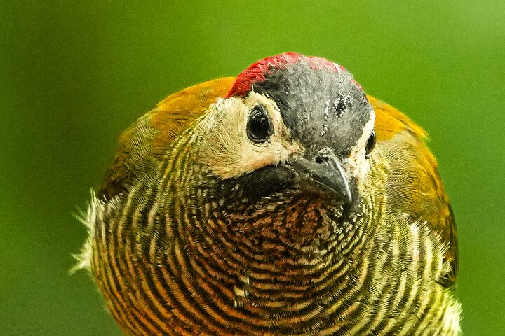 Mindo Bird Photography Experience | Ecuador Birds