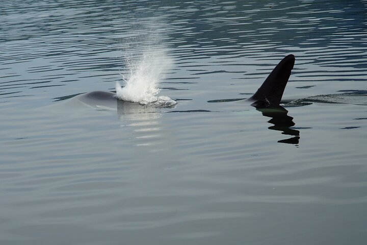 "Catch of the day" Whale-watching, Icy strait point, Hoonah