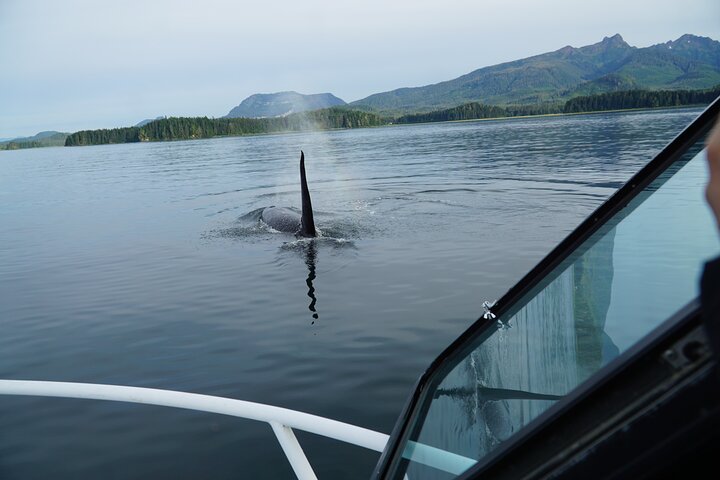 "Catch of the day" Whale-watching, Icy strait point, Hoonah