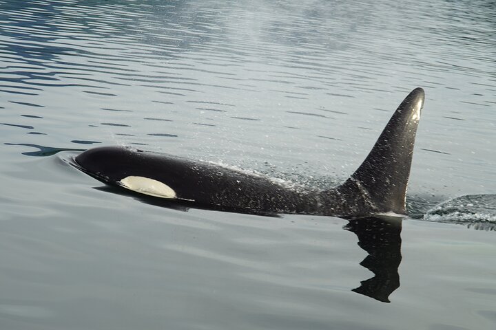 "Catch of the day" Whale-watching, Icy strait point, Hoonah