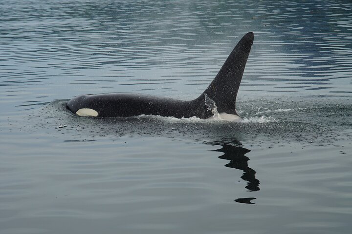 "Catch of the day" Whale-watching, Icy strait point, Hoonah