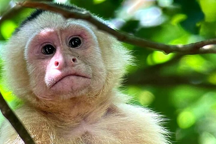 Manuel Antonio Park Guided Tour - Admission Ticket Included