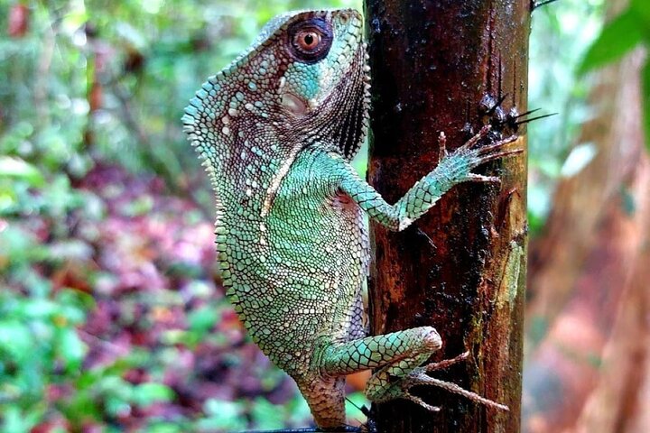 Manuel Antonio Park Guided Tour - Admission Ticket Included